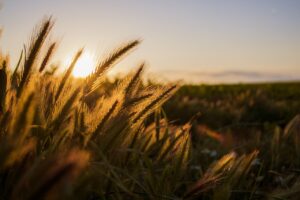 ear, wheat, field-836980.jpg